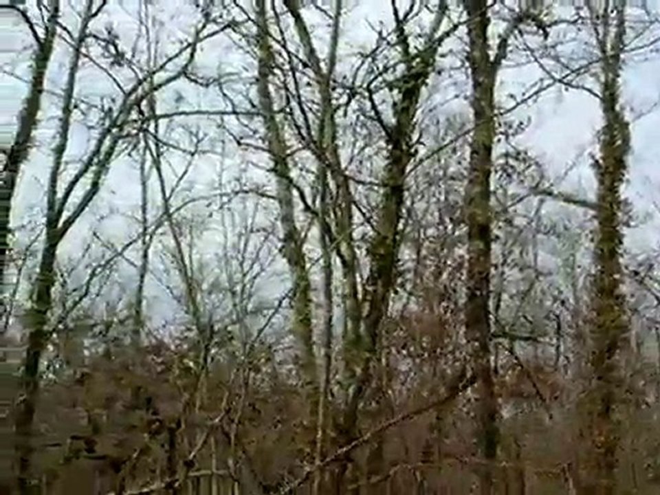 Arrêt sur bécasse