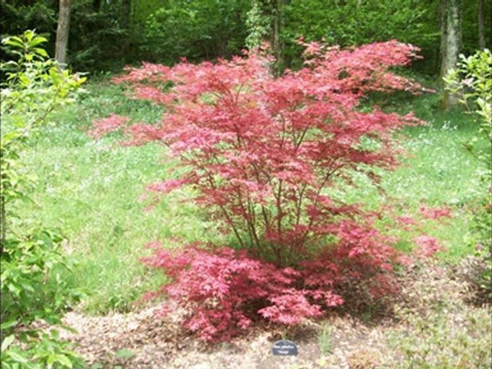 Parc du moulin pinard ville de limoges 87 haute-vienne