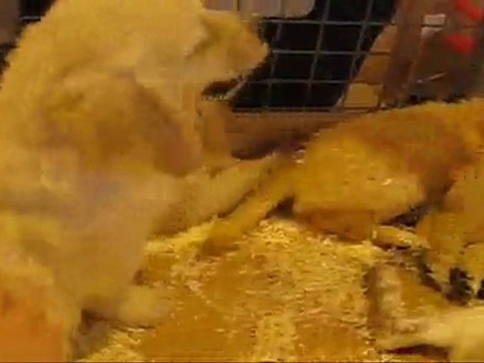 Visite de l'exposition du chien à Lunéville