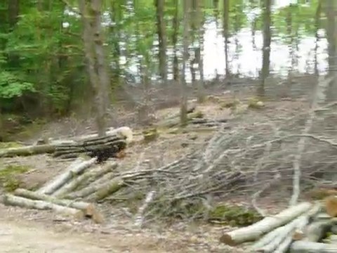 Cane Corso : tournez manége !