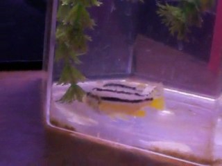 Cichlid fry(Auratus) comming out from mothers mouth