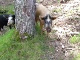 Les cochons sauvages - forêt d'Aïtone