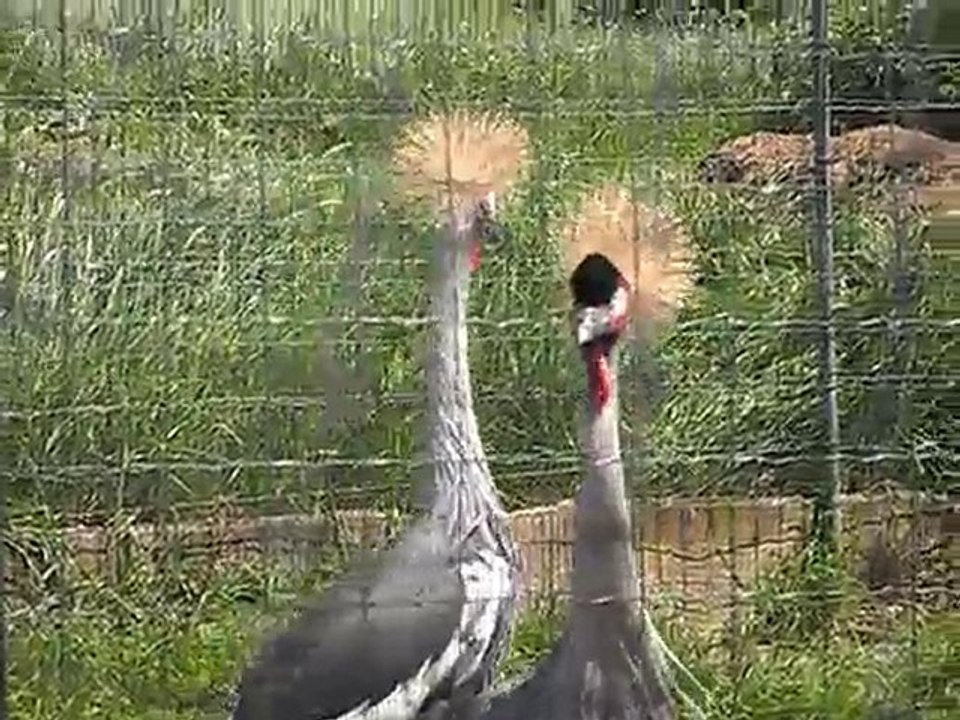 Les Grues des Wallabies