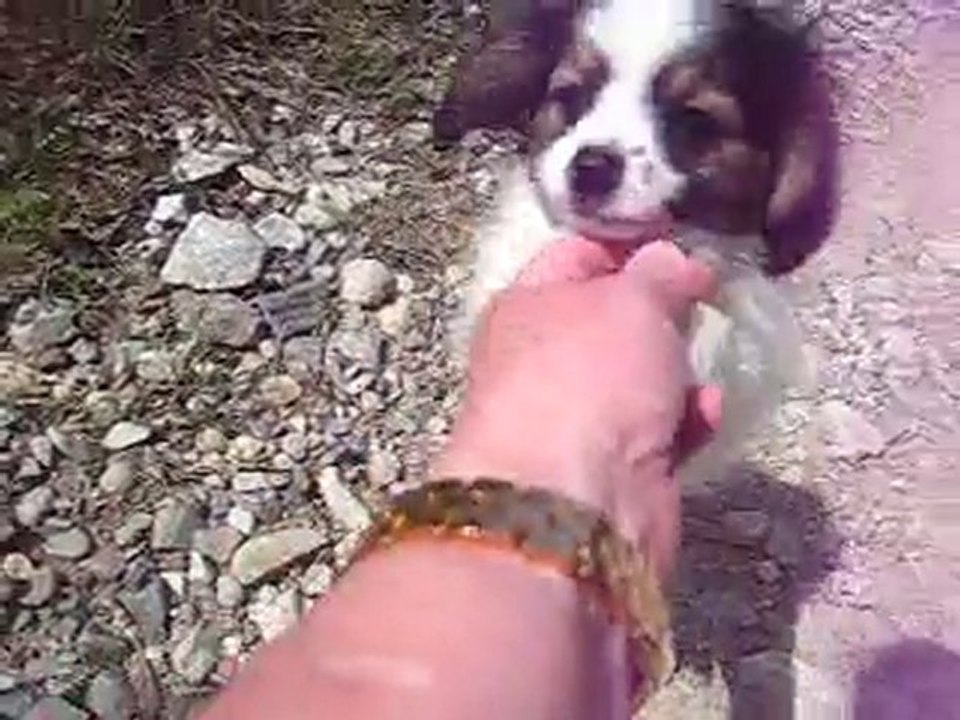 Framboise fait connaissance avec les balades champêtres