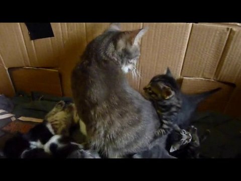 Les petits chaton de 20 à 27 jours