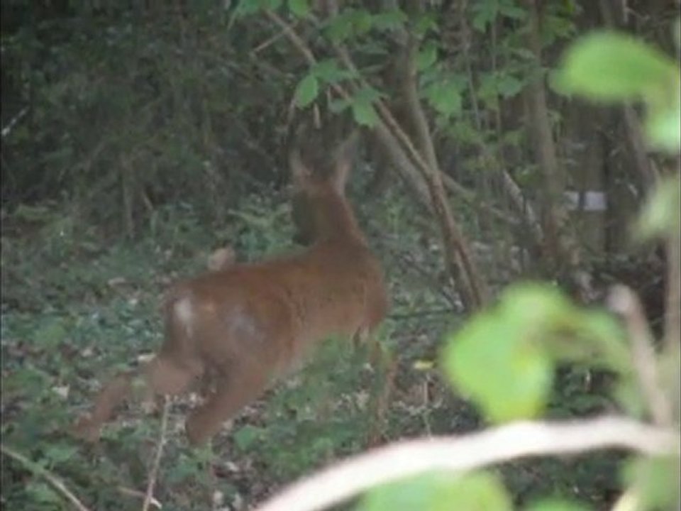 Chevreuils et compagnie