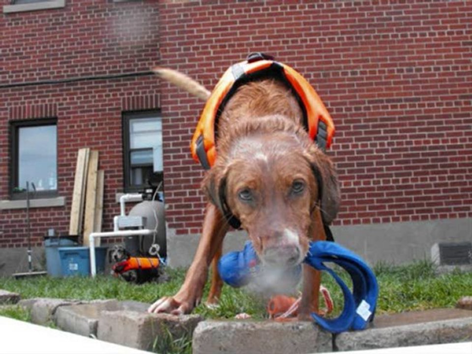 Chiens a la piscine centre Spaws