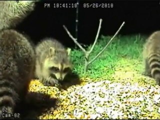 Hoover female raccoon and her 3 babies