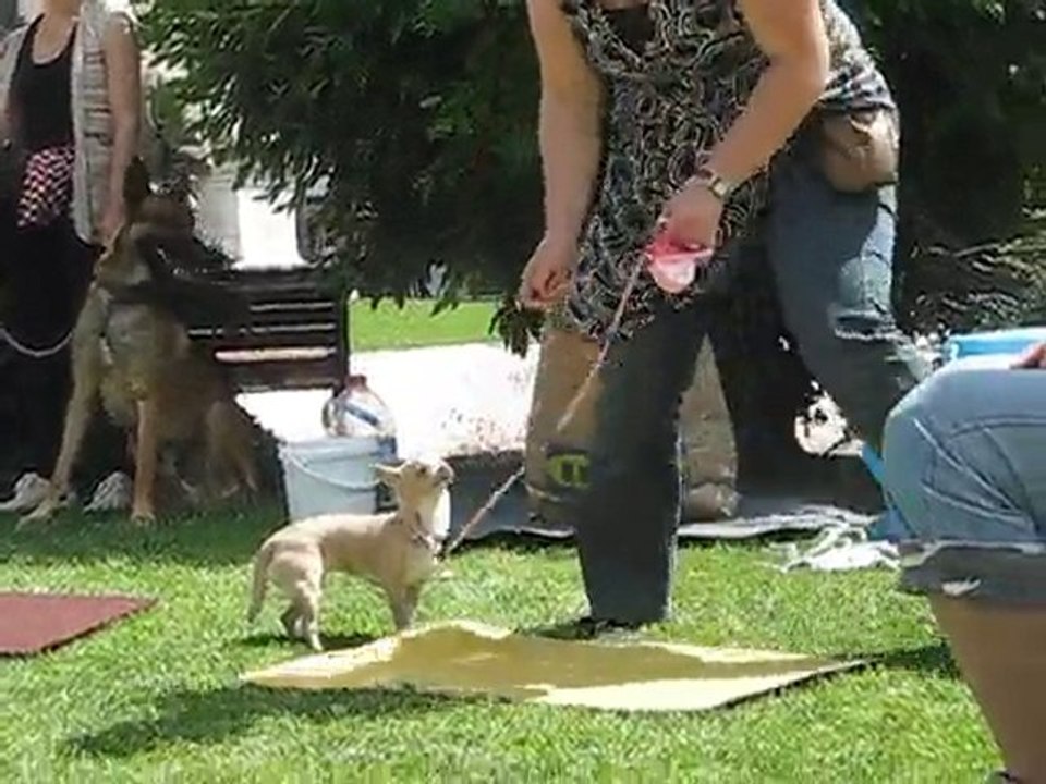 Enza à la Journée des Chiens - 2 (Tarbes)