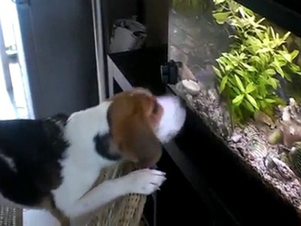 vidéo frisbee 004