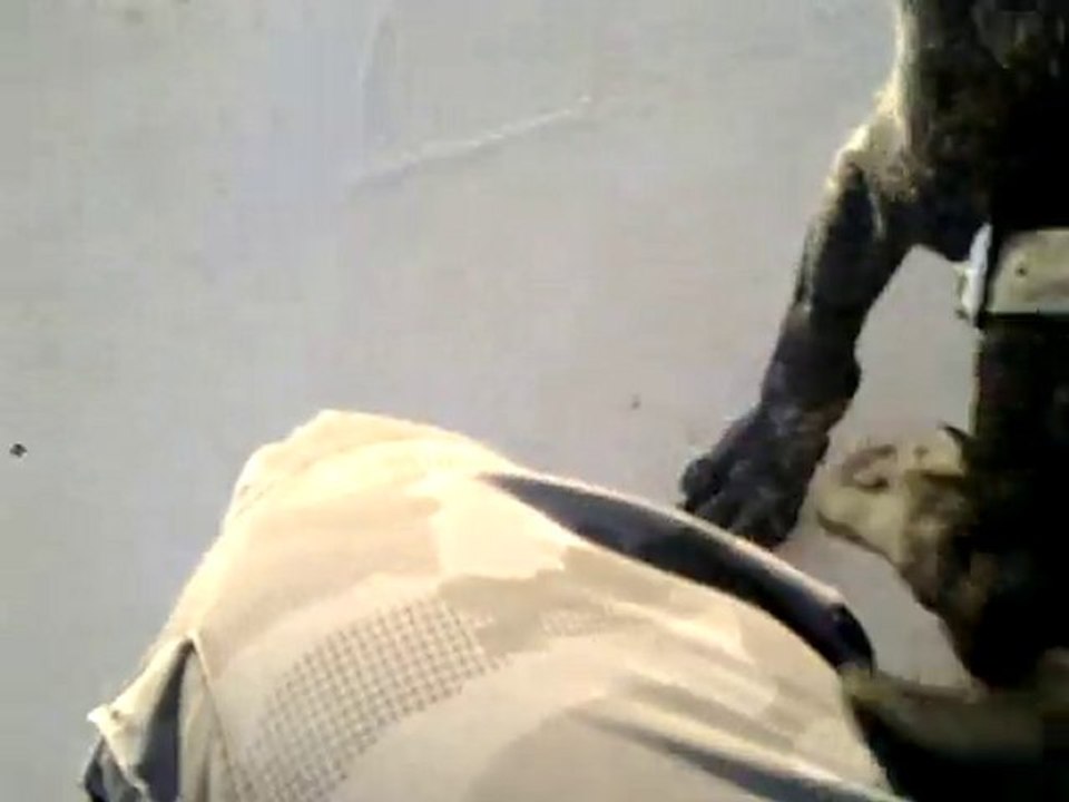 Kurzhaar Tikka vom Limnili Aport