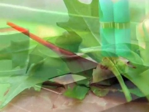 Diner Transportable Sjælland Slagelse Kok Amok Aps