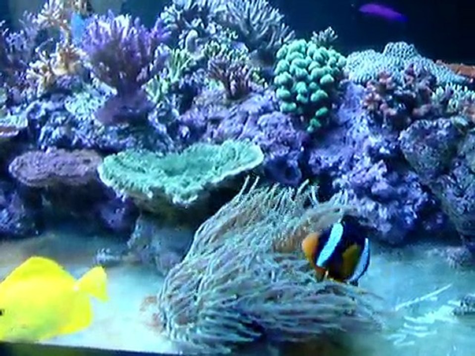 voici mon bac récifal vu du coté salon