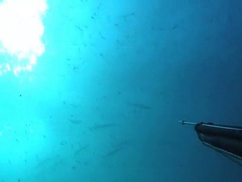 chasse sous marine N°21