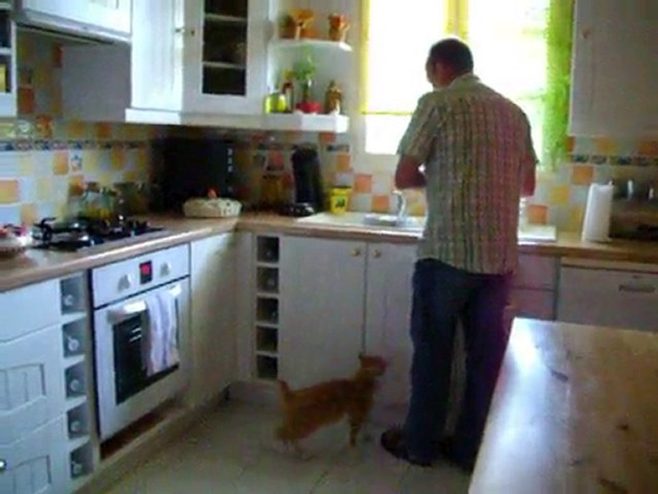 Tirou le chat fait les papattes pour obtenir sa pâté