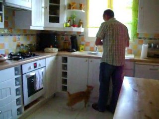 Tirou le chat fait les papattes pour obtenir sa pâté