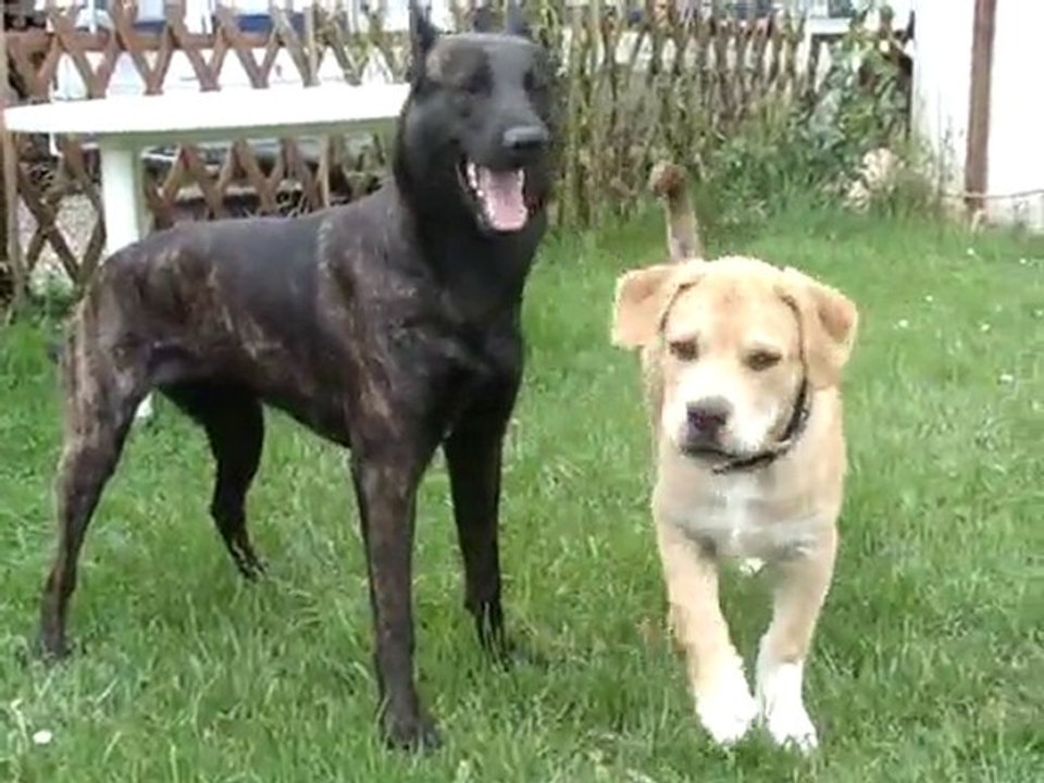 le nouveau pote a el star