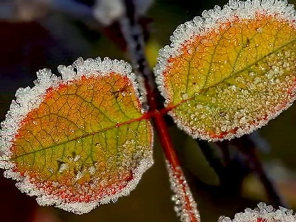 Laras Theme * Dr. Schiwago