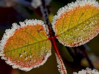 Laras Theme * Dr. Schiwago