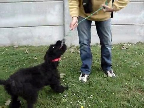 FREESBEE chiot croisé bouvier des Flandres 5 mois SPA DOUAI