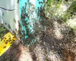 récupération d'un essaim d'abeilles