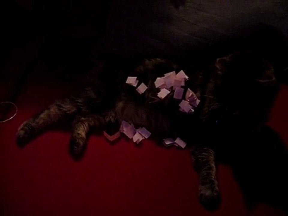 rodéo chat jeux concours blog, le tirage au sort