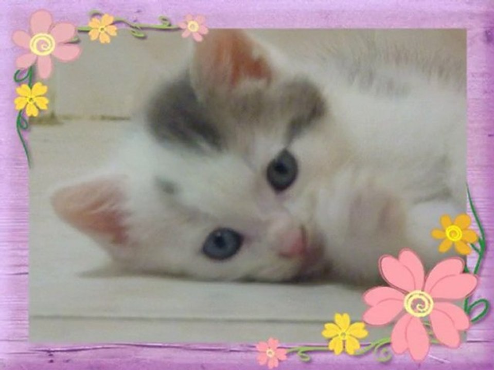 Bienvenue à la nurserie des Amis des Bêtes à Aix les Bains