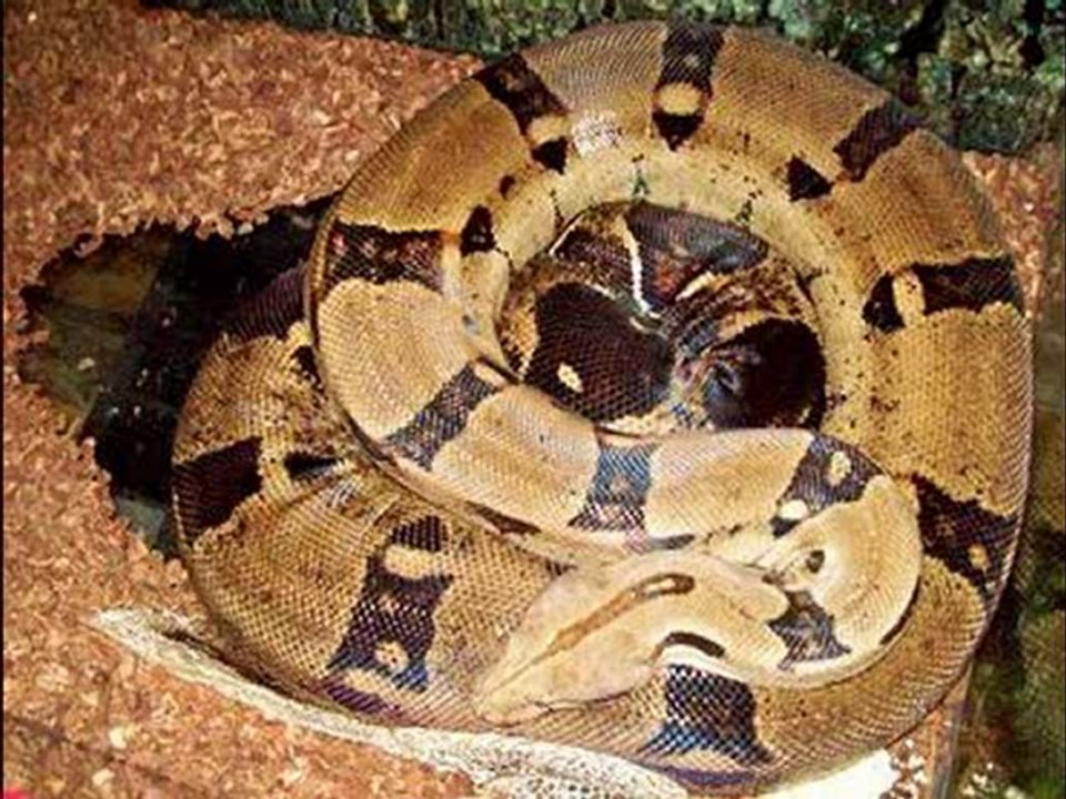 Quizz Virtuel du Forum  ( Numéro 1 )