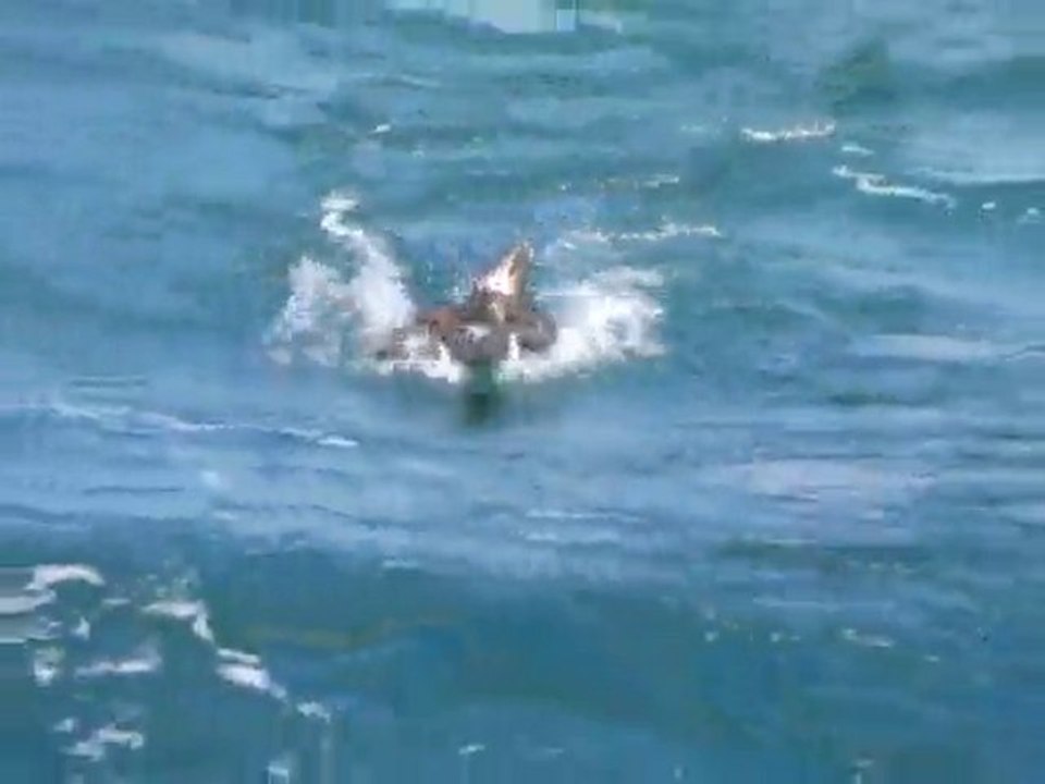 fou de bassan fait du ski nautique derriere Faiaoahe