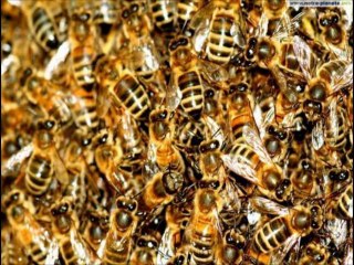 Ces dangers qui guettent nos abeilles