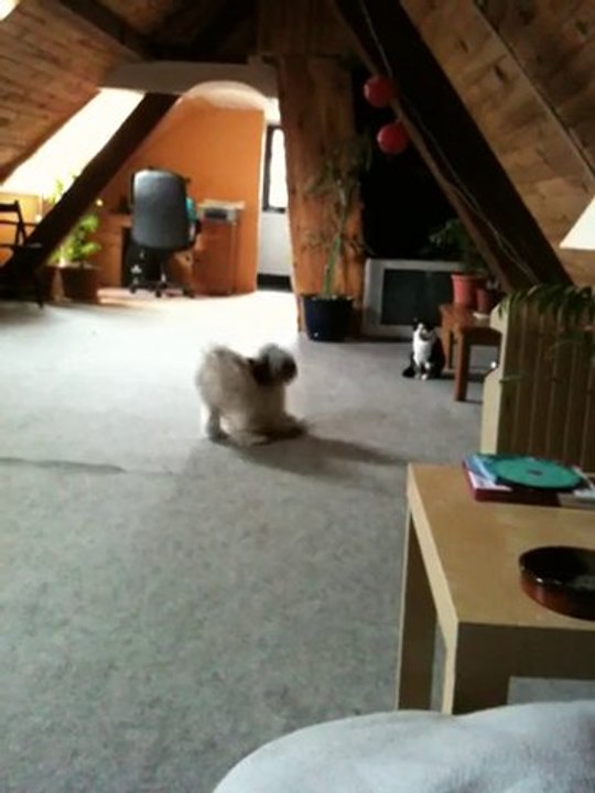 Tamba joue à la balle