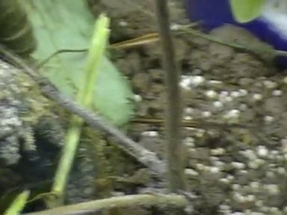 acromyrmex avec feuille