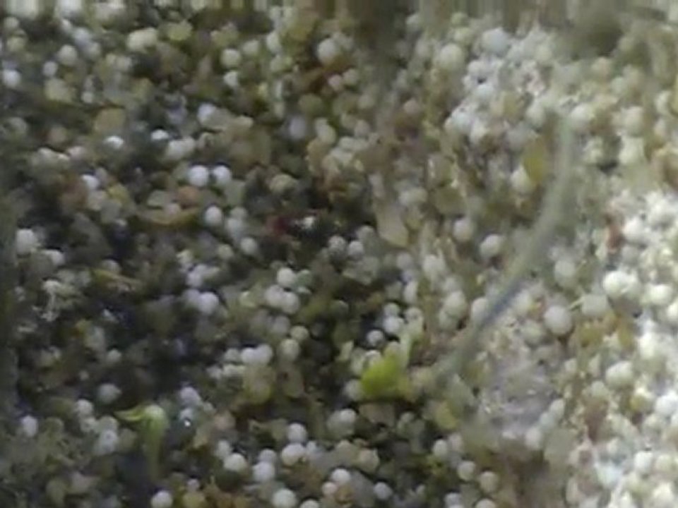 acromyrmex avec feuille et nid