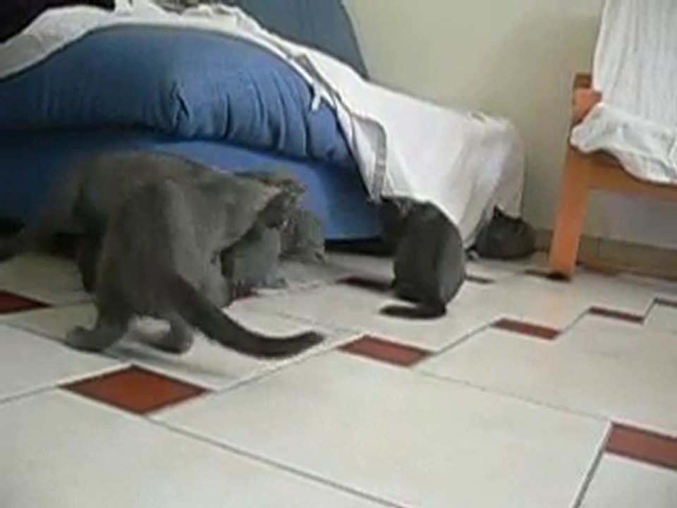 chatons chartreux a 2 mois et demi