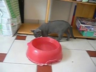 chatons de Dina 2 mois et demi