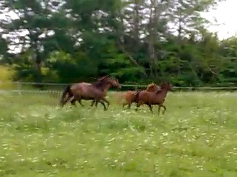 le bonheur est dans le pré