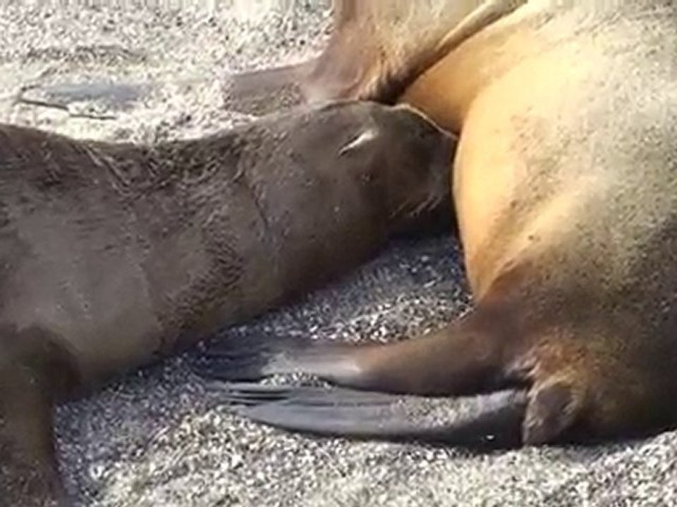 Galapagos Ile de Fernandina
