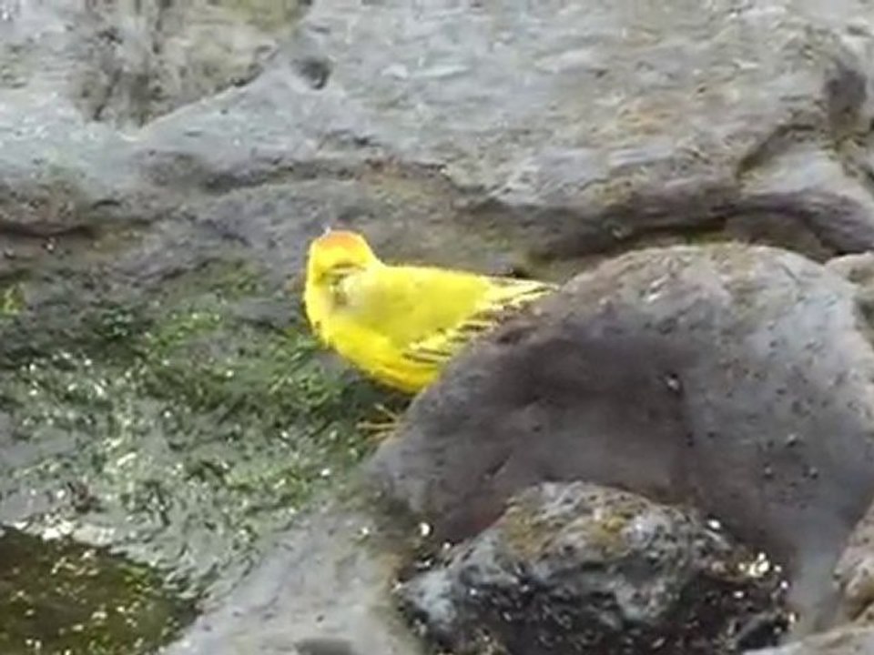 Galapagos Ile de Santiago