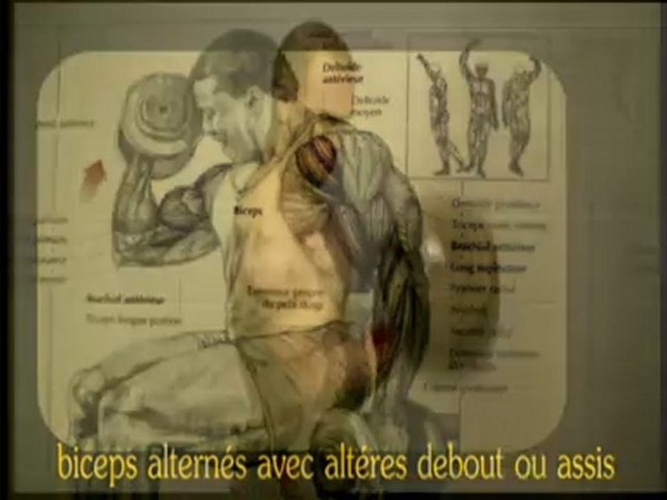 Le travail des biceps