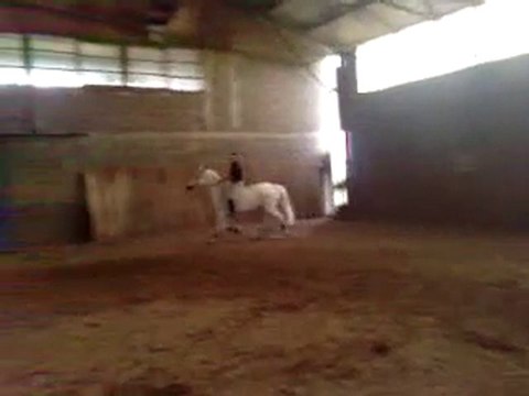 Flama travail monté en longe