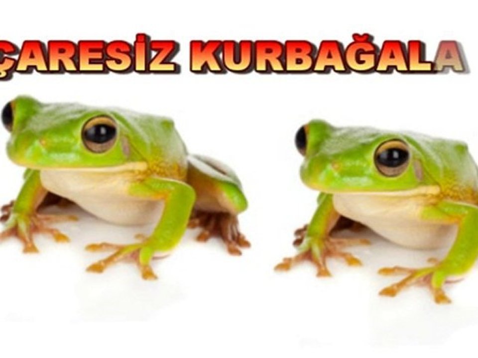 Çaresiz Kurbağalar - Kişisel Gelişim - Melik Duyar