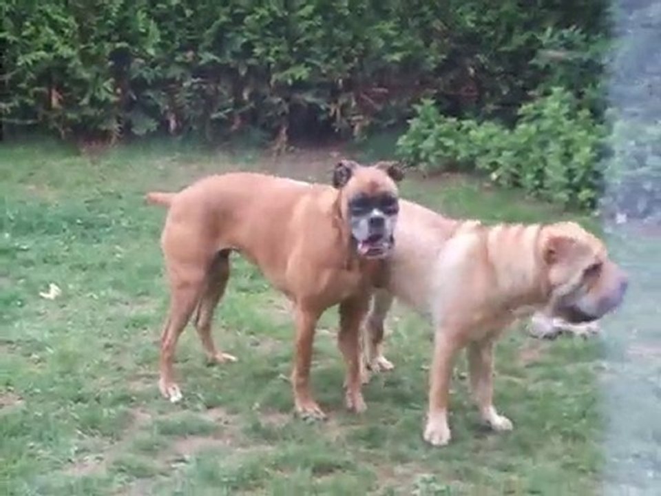 Eliot & Urka, des jeux qui se terminent par des mamours