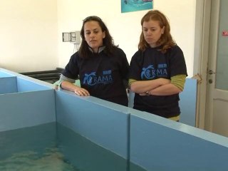 Sardaigne: une prison de mafieux devenue paradis pour ânes blancs