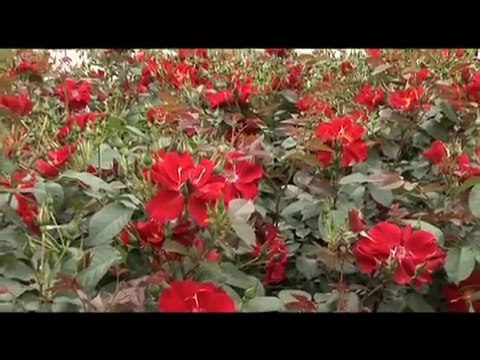 BA Shanghai 2010 - Pavillon Rhone-Alpes - Lyon TV