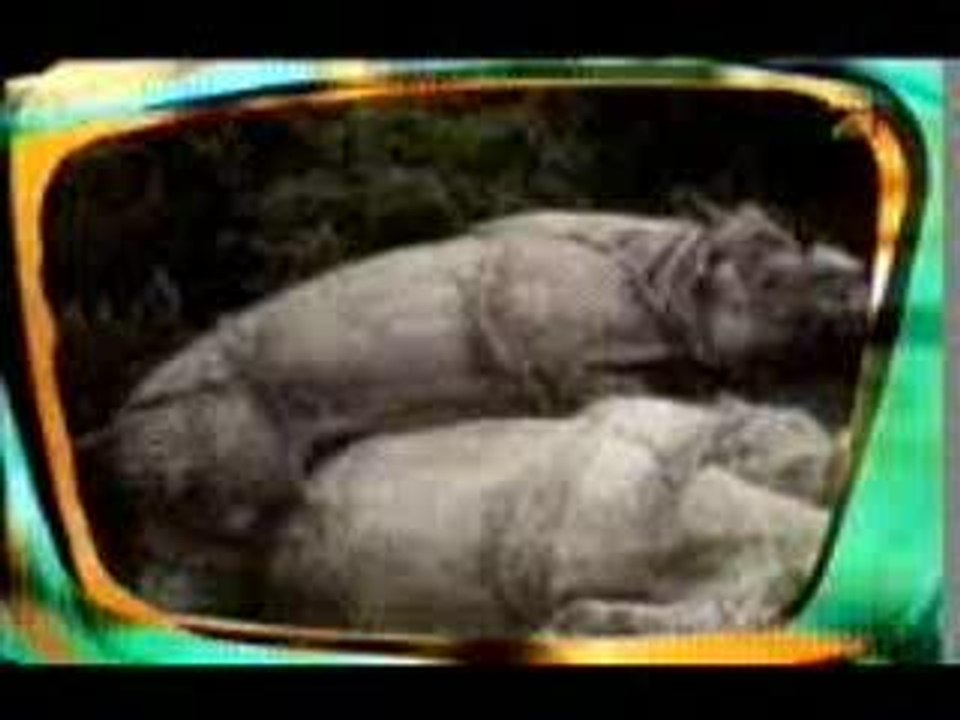 rhinosexros