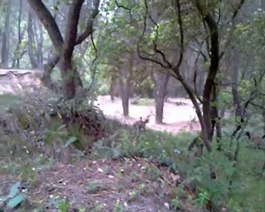 PITBIKE APOLLO - RSR