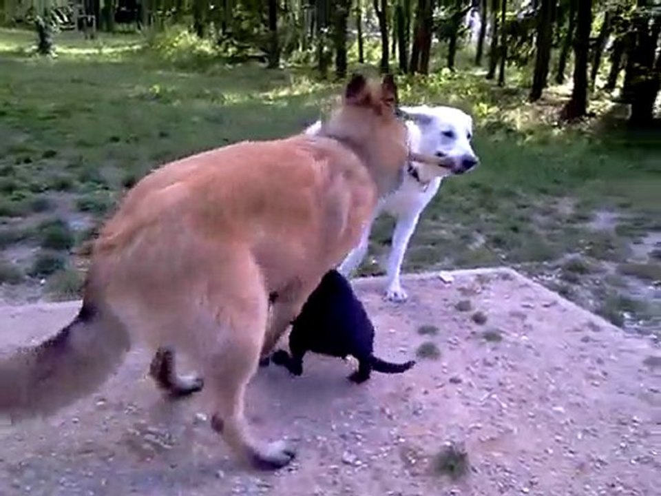 Les toutous dans le parc !