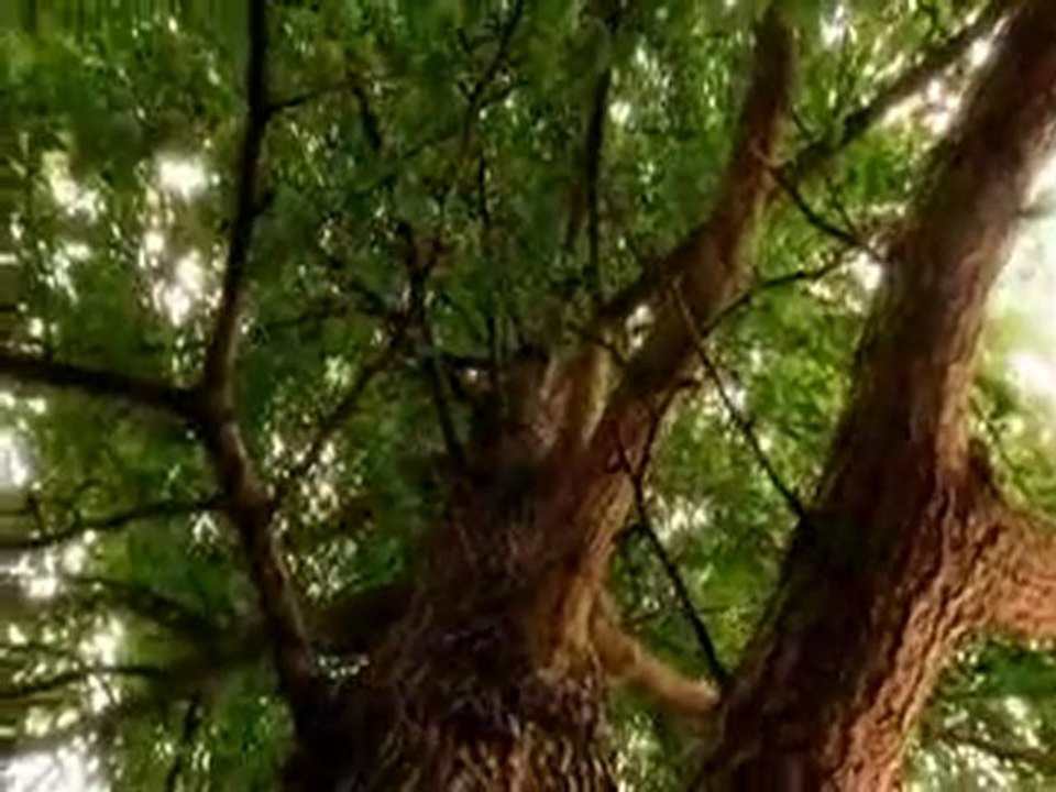 Ginko1
