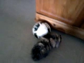 mon lapin ki joue au foot