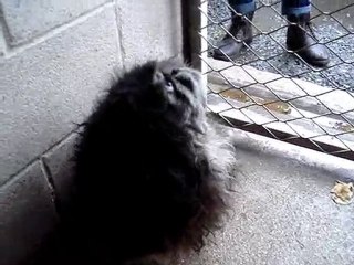 pépé pékinois spa Douai 59